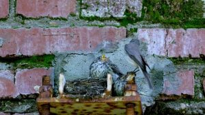 Весенние перелётные птицы!