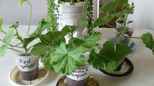 Уход за черенками Пеларгонии, Герани