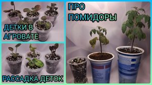Детки фиалок в агровате. Рассадка деток. Про помидоры.