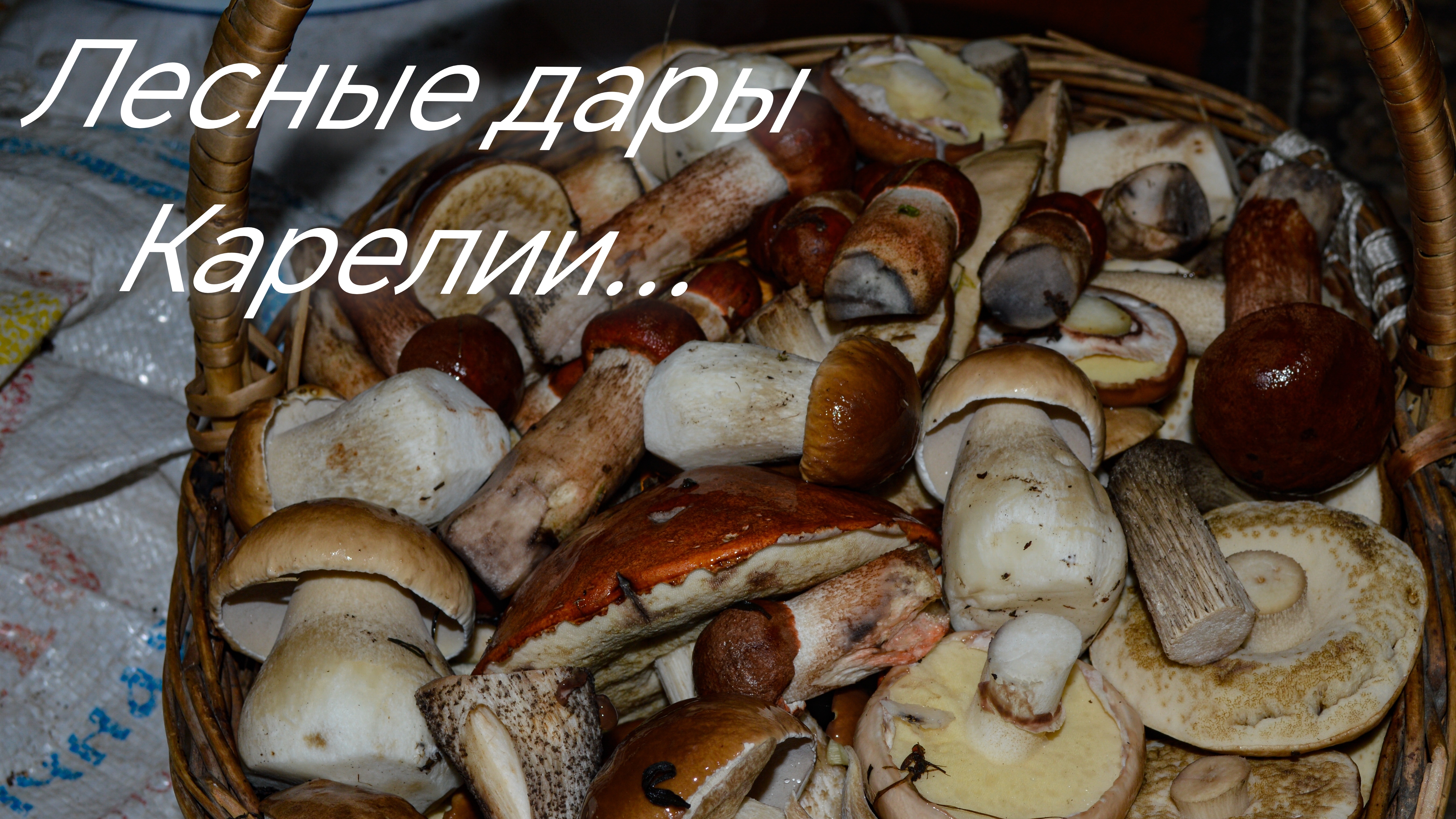 Дары Карелии в августе.. Похождения в лесах. Грибы в Карелии.