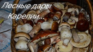 Дары Карелии в августе.. Похождения в лесах. Грибы в Карелии.