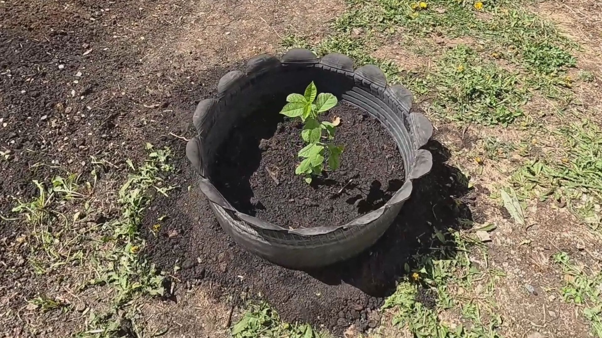 Посадил виргинскую черёмуху (черёмуха Шуберта) перед домом