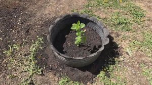 Посадил виргинскую черёмуху (черёмуха Шуберта) перед домом