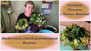 Снимаем Пасынки с Пенька Фиалки! Необычный способ размножения Фиалок!