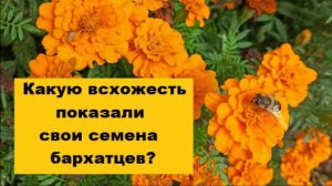 Какую всхожесть показали свои семена бархатцев?