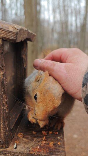 Ласковая белка