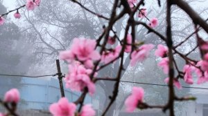 Песенная Медитация 09.04.2026