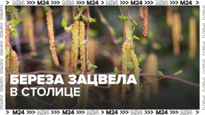 Береза зацвела в столице - Москва 24
