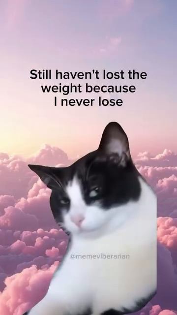 We All Have These Moments 😸