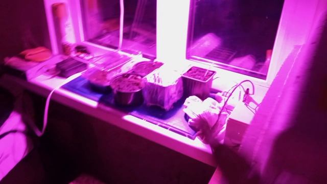 Инкубация. Куриные заложила утиные проверила.