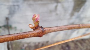 Первая подкормка винограда весной: Когда, чем и как подкормить виноград весной