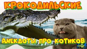 Крокодильские анекдоты про Котиков 1.