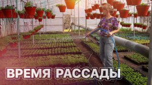 Что делать, если рассада вытянулась? ЗЕМЛЕХОД