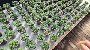 РАССАДА ДЛЯ ПРОДАЖИ.КОГДА МОЖНО ВЫНОСИТЬ ПЕТУНИЮ В ТЕПЛИЦУ.