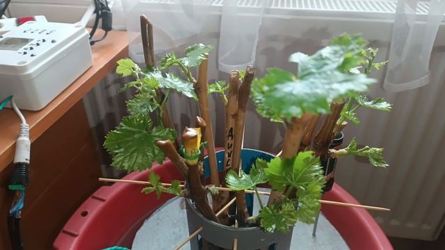 Укоренение черенков, прошло 19 дней