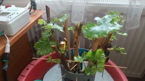 Укоренение черенков, прошло 19 дней