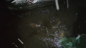 Зарыбление VIP сектора