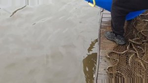 запуск форели.