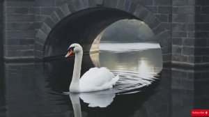 🌿𝓥𝓲𝓼𝓾𝓪𝓵 𝓗𝓪𝓻𝓶𝓸𝓷𝔂 🔥 𝓑𝓻𝓲𝓭𝓰𝓮 🪷 𝓡𝓲𝓿𝓮𝓻 𝓓𝓻𝓮𝓪𝓶𝓼