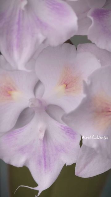 Phal. Moonlight Serenade peloric  Первое цветение нежной азиатской бабочки от садовника Son Ya