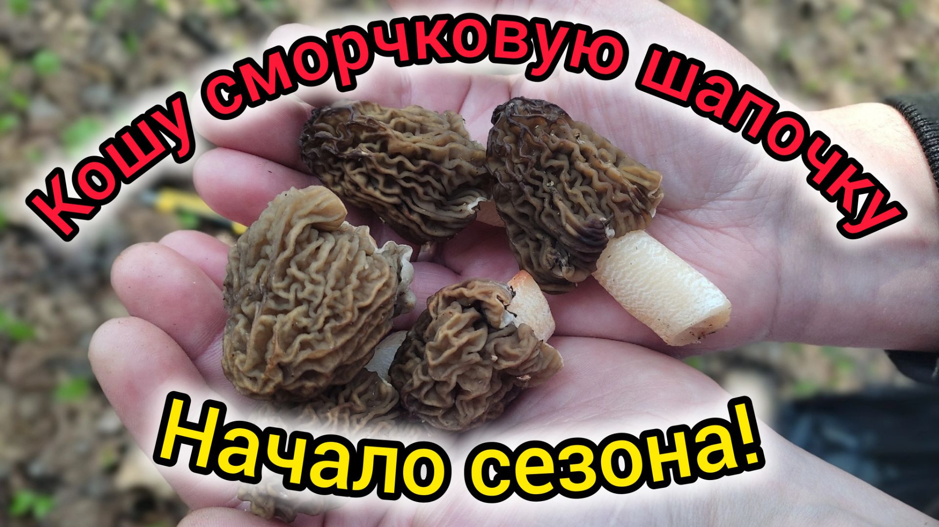 Первые грибы сезона! Кошу сморчковую шапочку!