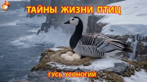 Тайны жизни птиц в природе – Гусь усоногий