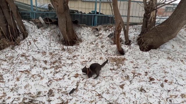 По сугробам и деревьям. смотреть онлайн