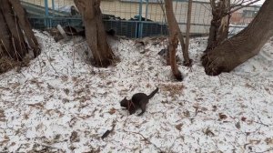 По сугробам и деревьям.