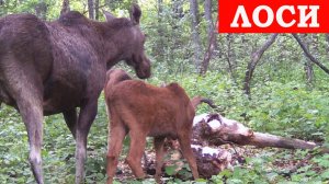 Лосиха и лосята / Фотоловушка в лесу
