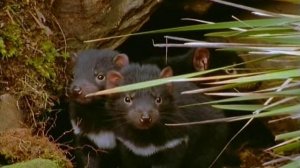 Первозданная природа. Эдем жизни 22 серия (документальный сериал, 1997)