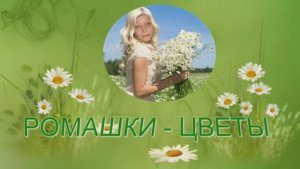 Ромашки цветы