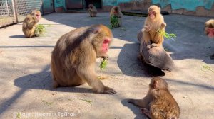 Жак ЗАГОВОРИЛ, увидев траву! Кто путает вольеры? Сакура скачет через всех, Бабка все загребла себе!