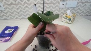 Моя новая орхидея. Поболтушки в процессе обзора и обработки.