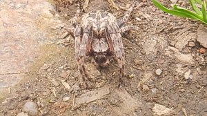 Паук-кругопряд обыкновенный крестовик