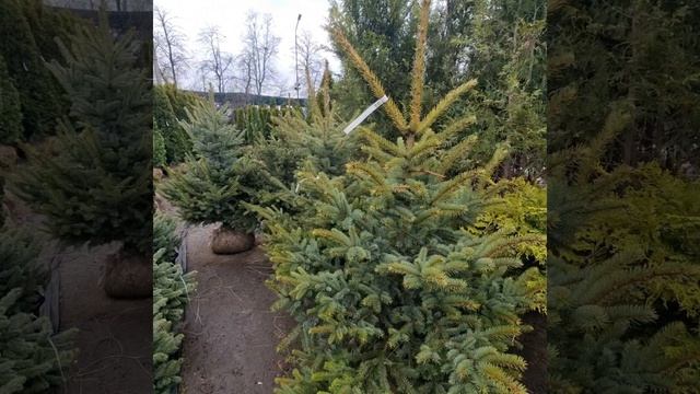 Большое поступление хвойных растений. Питомник Фавн!