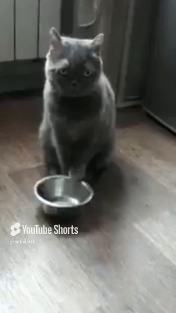 Жрать хочу! кошки #животные #киски #киса #милыеживотные #пантера #приятноевидео #кушать #жрать #корм