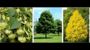 история мочалки