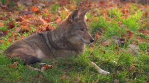 МУЗЫКА ДЛЯ ОТДЫХА И КРЕПКОГО СНА