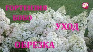 НИЗКОРОСЛАЯ ГОРТЕНЗИЯ БОБО. ВЫРАЩИВАНИЕ.