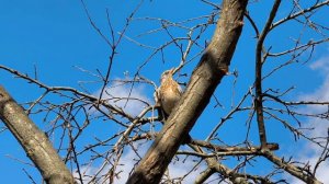 Скворцы. Дрозд-рябинник. Ворона. Синицы. Первые листочки. Краски весны. Весенняя Москва. Апрель 2026