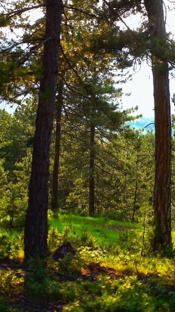 Лес простор для мыслей, для воображения и для очищения своей собственной души #лес #природа