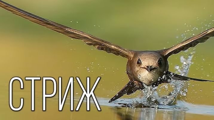 Стрижи: В Небе Как Дома. Удивительные Факты о Чемпионах Полёта