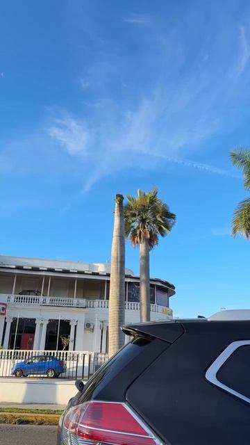 Краснолобые амазоны (Amazona Autumnalis) в Мериде