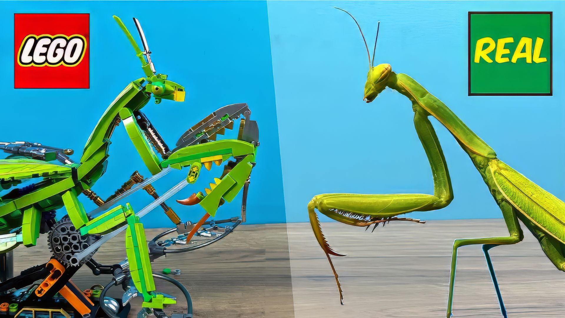 Богомол из LEGO против Настоящего Богомола!