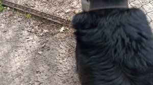 Кузя очень умный пëс. 07.04.2026год.