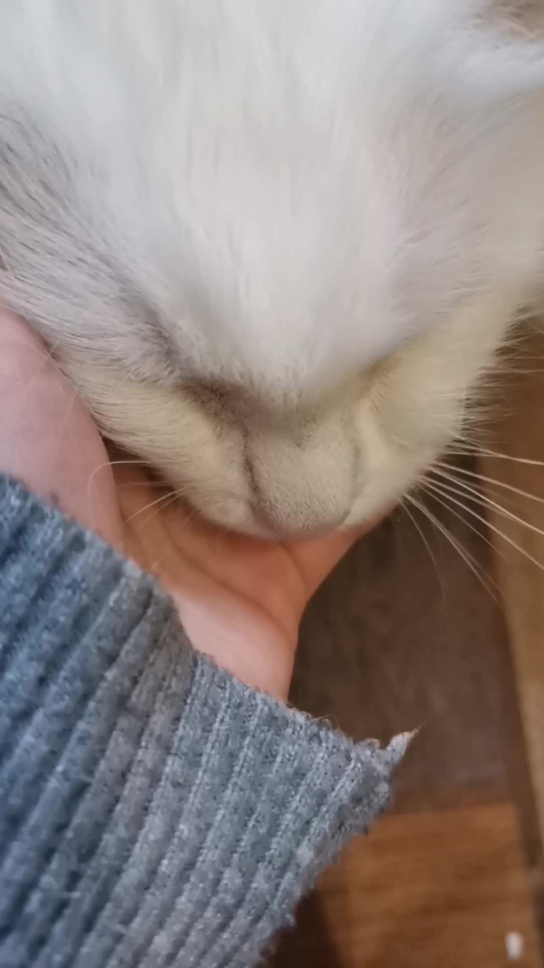 Кому из котов отдать канал?!