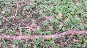 В лес за витаминами