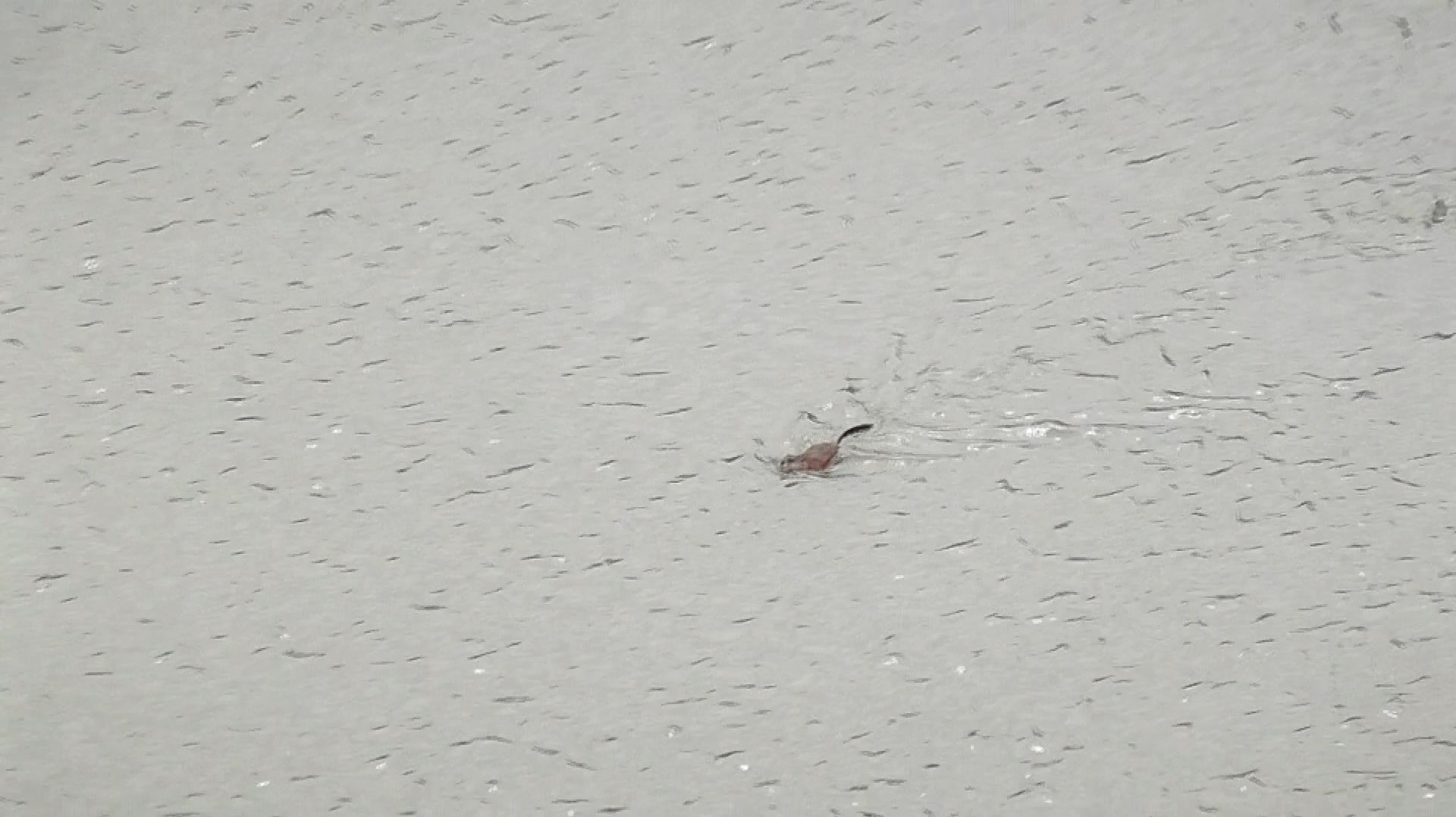 Омск.Ледоход на Иртыше.9 апреля 2026 г.