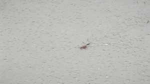 Омск.Ледоход на Иртыше.9 апреля 2026 г.