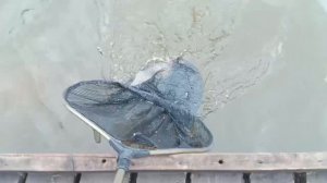 Поимка Форели